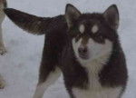 malamute de l'alaska -