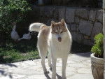 husky de siberie -
