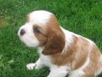 cavalier king charles -
