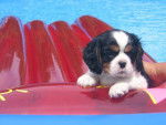 cavalier king charles -