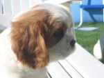 cavalier king charles -