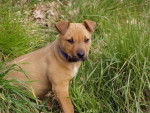 bouille bull terier rotweiler -