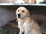 luky golden retreiver -