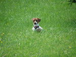 Jack Russel Terrier - Luna -
