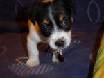 jack russel tahisso -