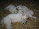 golden retreiver shadowe et bouvier bernois lobo -