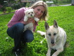 bichon maltais berger allemand et moi -