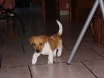 jack russel \