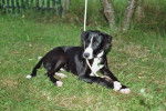 Border Collie et Beauceron, Banjo -