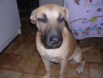 malinois / labrador ===> Kala -