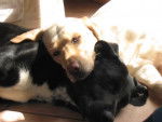 Texane labrador et Uline dalmatien croisée berger allemand -