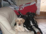 labrador et dalmatien croisé berger allemand -