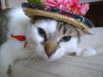 CHAT EUROPEEN TEQUILA -
