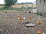 les poulets et les poules -