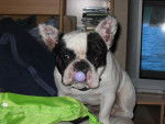 bouldog francais -
