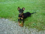 pinscher - ZIP -