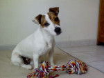 jack russel Astra -
