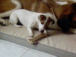 jack russel Astra -