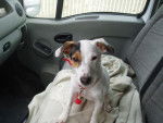 jack russel -