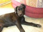 Black le filou -