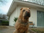 sharpei -