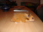 Maurice, le hamster -