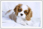 Cavalier King charles - Thenor -