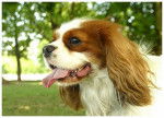 cavalier King Charles - Thenor -