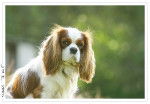cavalier King Charles - Thenor -