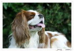 Cavalier King Charles - Thenor -