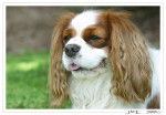 Cavalier King Charles - Thenor -