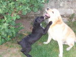 d'jack et thaïs, labrador et croisée golden bobtail -
