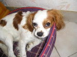 Cavalier King Charles - Abou -