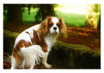 Cavalier King Charles- Thenor -