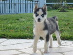 Husky Velky -