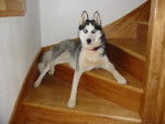 Husky-Velky -