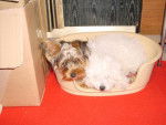aldo BICHON altesse YORSHIRE -