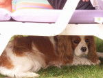 CAVALIER KING CHARLES - ROUKI -