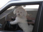 aldo BICHON altesse YORSHIRE -