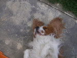 ROUKI - CAVALIER KING CHARLES -