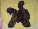 chiots - (1 mois)