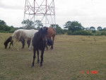 poneys et chevaux -