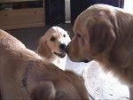 golden retreiver black -