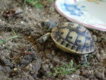 TORTUE -