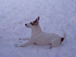 jack russel /talem -