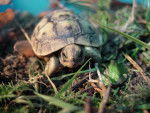 BIGUINE LA TORTUE -