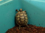 BIGUINE TORTUE -