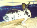 Pongo lapin nain -