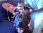 Croisé staff/rott Darwin et bebe Sendés -