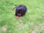 CAVALIER KING CHARLES BACCHUS -